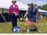 Allie takes WB at the Western Reserve KC under judge Ms. Liz Wertz on August 25, 2013 (official pic).