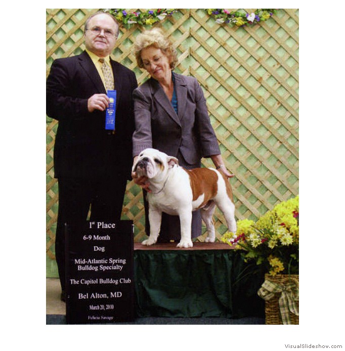 Ammo places 1st in the 6-9 Puppy class at the Capital Bulldog Club Speciatly on March 20, 2010 under judge Mr. Edward Kozatek.