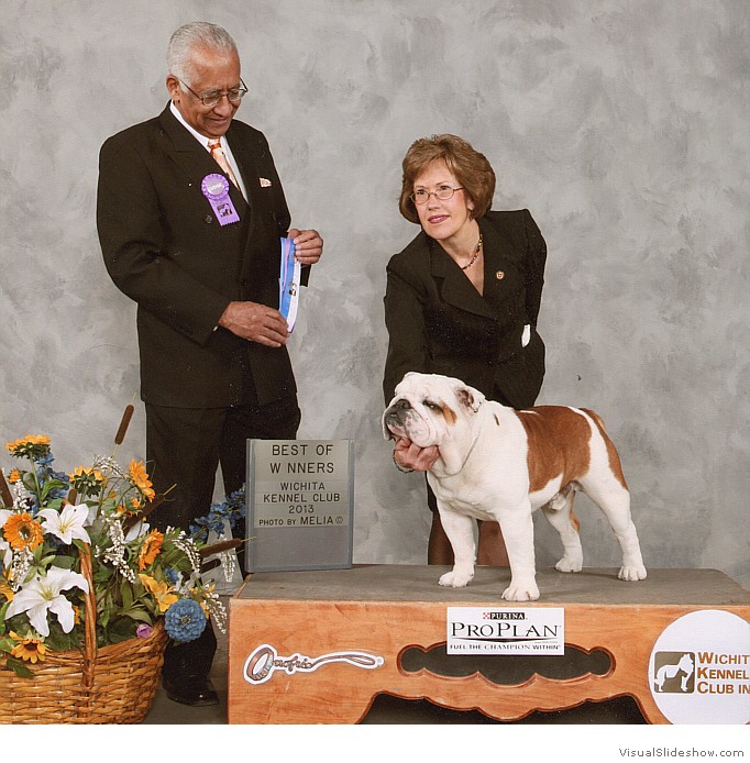 Ammo takes WD and BW at the Wichita KC show on April 7, 2013 under judge Mr. Carl E. Gomes.