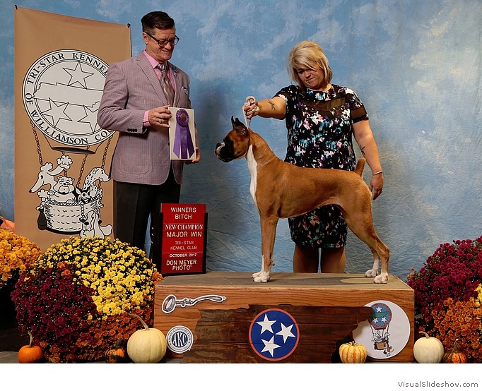 BettyJean takes WB and a 4 point
                                  major to complete her AKC championship
                                  requirements at the Tri-Star KC of
                                  Williamson County TN show on October
                                  14, 2017 under judge Mr. Darryl Vice.