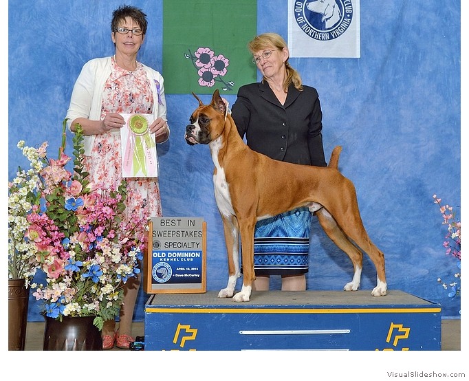 Deklen takes Best in Sweepstakes at the Potomac Boxer Club Specialty (held in conjunction with the Old Dominion KC of Northern VA show) on April 18, 2015 under judge Mrs. Tami Mishler.