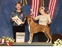 Deklen takes BOB at the National Capital KC show on October 16, 2016 under judge Mrs. Lynne Harwood, handled by Lee Morris.