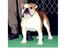 Dudley in the ring!