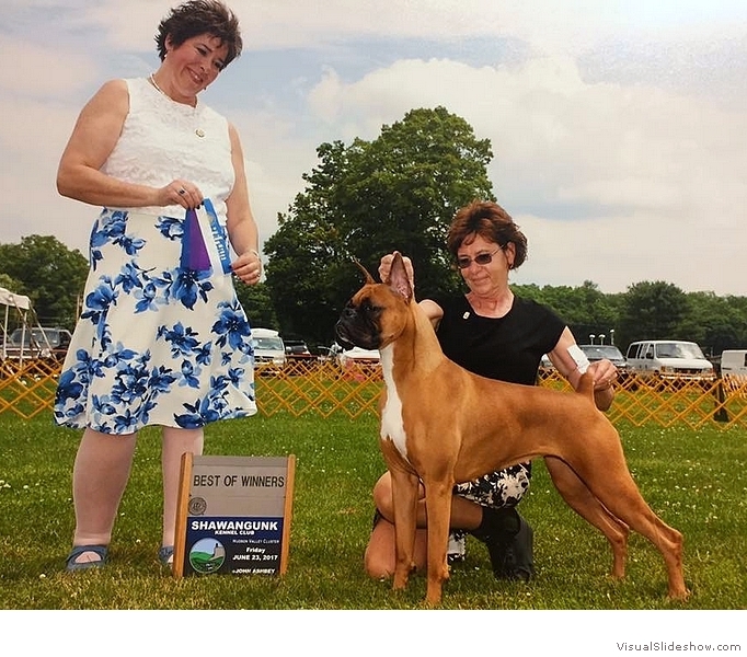 Ember takes WB & BW at the Shawangunk KC show on June 23, 2017 under judge Ms. Marie Ann Falconer, handled by Debbie Struff.