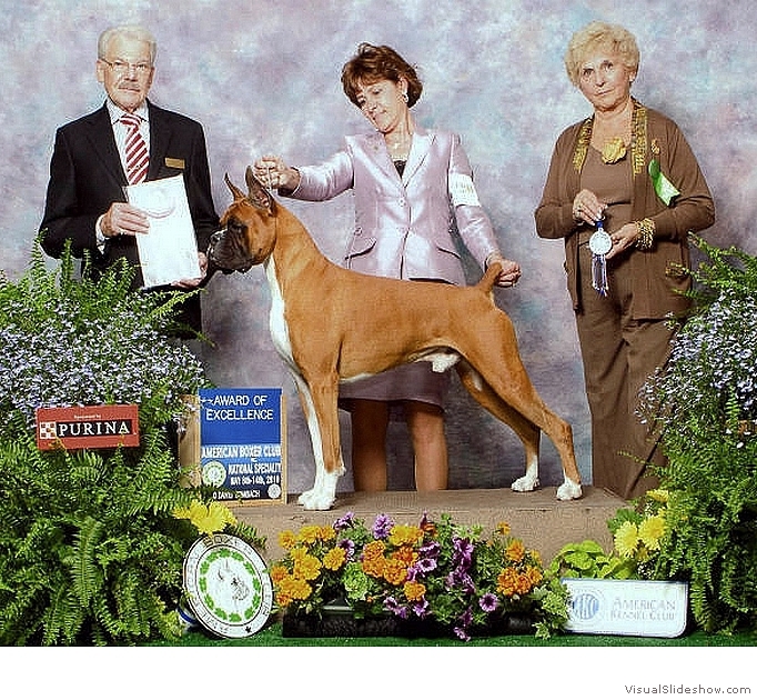 Frankie takes an Award of Merit at the 2010 ABC National Specialty under judge Mr. Jack Ireland.
