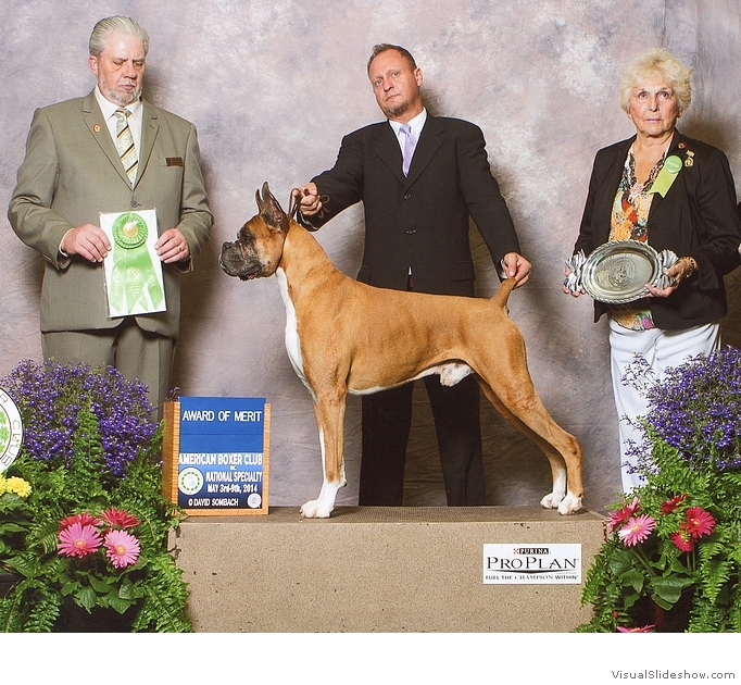 Frankie takes an Award of Merit at the 2014 American Boxer Club National Specialty under judge  Mr. Howard E. (Butch) Engel, handled by Martin Egozcue.