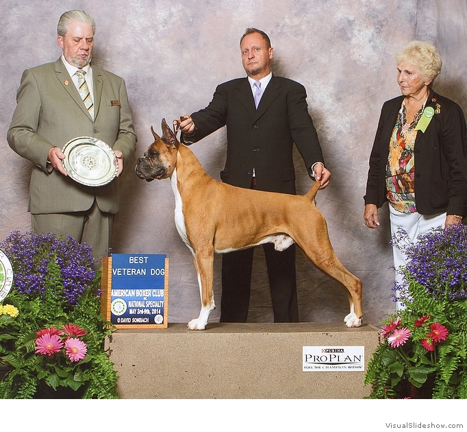 Frankie takes Best Veteran Dog at the 2014 American Boxer Club National Specialty under judge  Mr. Howard E. (Butch) Engel, handled by Martin Egozcue.