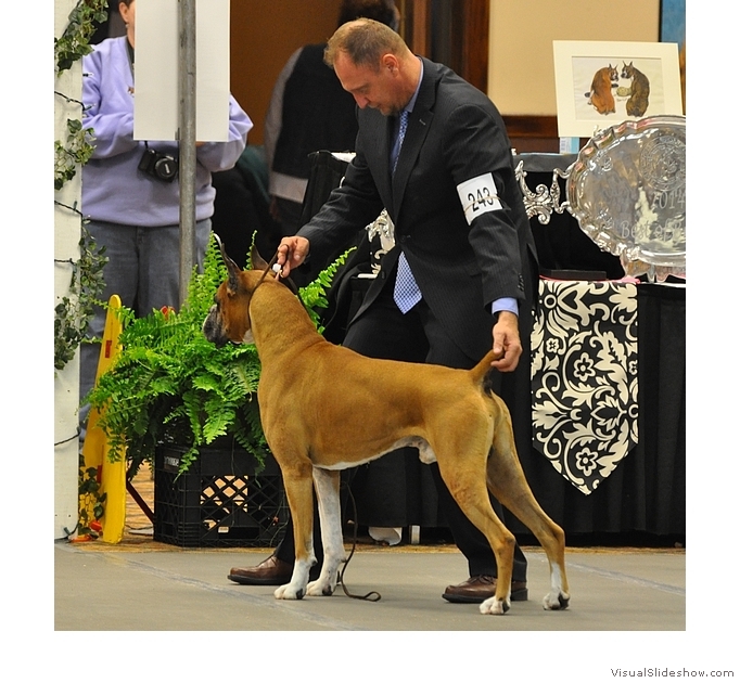 Frankie in-the-ring at the 2014 American Boxer Club National Specialty where he took 1st in the 6-8 Veteran class, Best Veteran Dog, and another Award of Merit!  Photo by Karen Knox. 