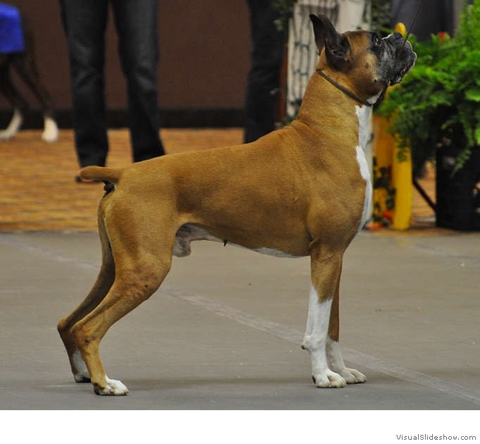 Frankie in-the-ring at the 2014 American Boxer Club National Specialty where he took 1st in the 6-8 Veteran class, Best Veteran Dog, and another Award of Merit!  Photo by Karen Knox.