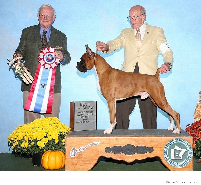 Frankie takes BOB, a Group 1, and BIS at the Wright County Minnesota KC on October 9, 2011 under judges Mr. John A. Studebaker (breed and BIS) and Ms. Beverly Capstick (group).