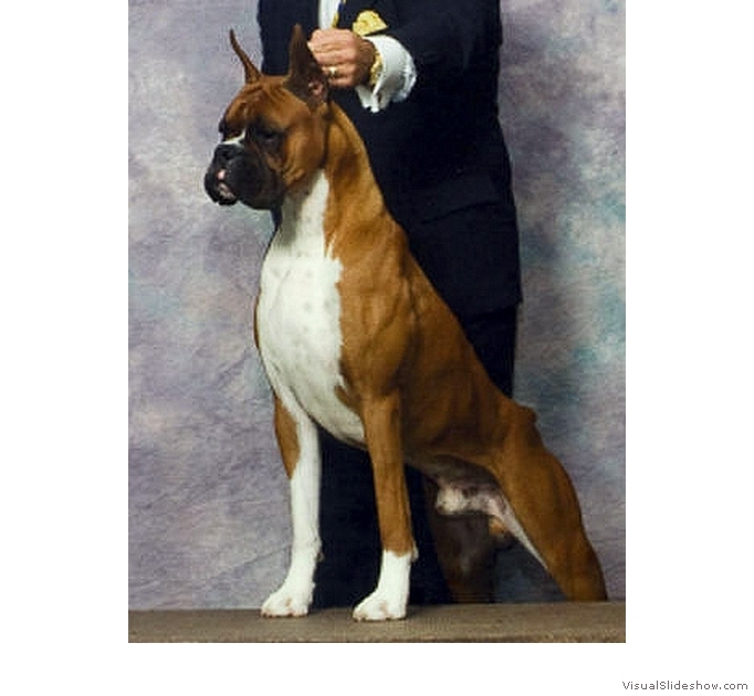 Frankie at the 2008 American Boxer Club National Specialty.