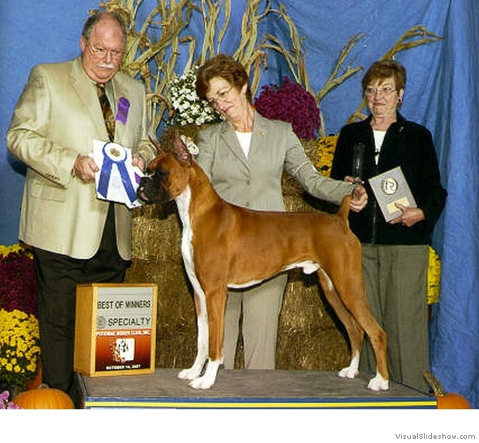 Frankie takes WD & BW at the Potomac Boxer Club Specialty on October 14, 2007 under judge Mr. Douglas R. Holloway Jr.