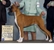 Frankie places 3rd in the 6-9 Fawn Futurity class at the 2007 American Boxer Club National Specialty under judge Dr. Daniel A. Buchwald.