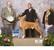 Frankie takes Best Veteran Dog at the 2014 American Boxer Club National Specialty under judge  Mr. Howard E. (Butch) Engel, handled by Martin Egozcue.