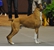 Frankie in-the-ring at the 2014 American Boxer Club National Specialty where he took 1st in the 6-8 Veteran class, Best Veteran Dog, and another Award of Merit!  Photo by Karen Knox.