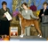 Frankie takes Best Junior and Best in Sweeps at the Potomac Boxer Club Specialty on October 14, 2007 uinder judge Ms. Peggy Otto.