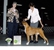 Frankie takes BOB at the Naugatuck KC on July 7, 2010 under judge Mrs. Madeleine B. Fish.