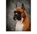 Frankie's portrait taken at the 2008 American Boxer Club National Specialty.