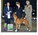 Frankie takes RWD at the New Jersey Boxer Club Specialty (held as a supported entry of the New Brunswick KC show) on March 22, 2008.