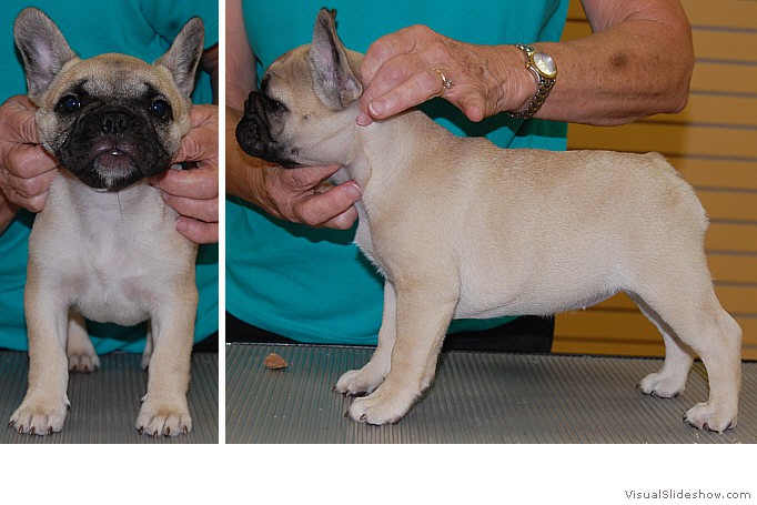 Katandy's Kan Kan Dancer "Giselle", sired by Ch. LeBull's Moose Tracs and out of Ch. Grandslam Pecane (both can be seen on the French Bulldog menu), whelped May 25, 2013.