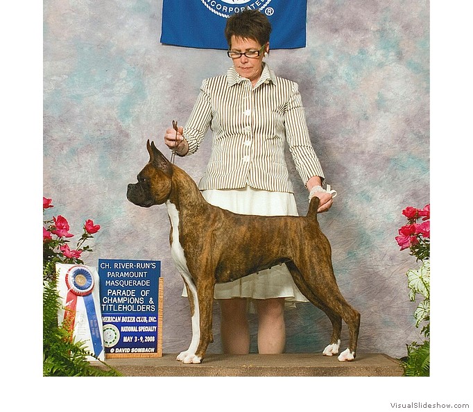Ivy participated in the 2008 Parade of Champions at the American Boxer Club National Specialty, handled by Tami Mishler.