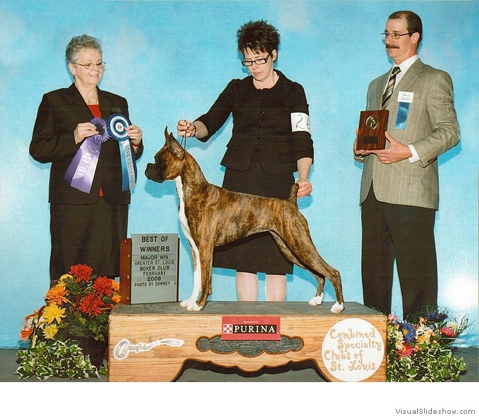 Ivy takes WB. BW, and a 4 point major at the Greater St. Louis Boxer Club Specialty in February of 2008 under judge Mrs. Shirley Bell, handled by Tami Mishler.