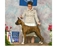 Ivy participated in the 2008 Parade of Champions at the American Boxer Club National Specialty, handled by Tami Mishler.