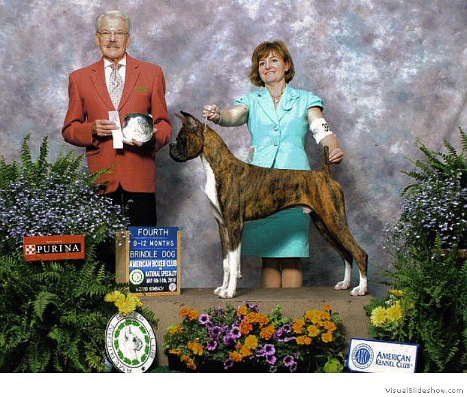Kimmo places 4th in the 9-12 Brindle Puppy Dog class at the 2010 American Boxer Club National Specialty under judge Mr. Jack Ireland.