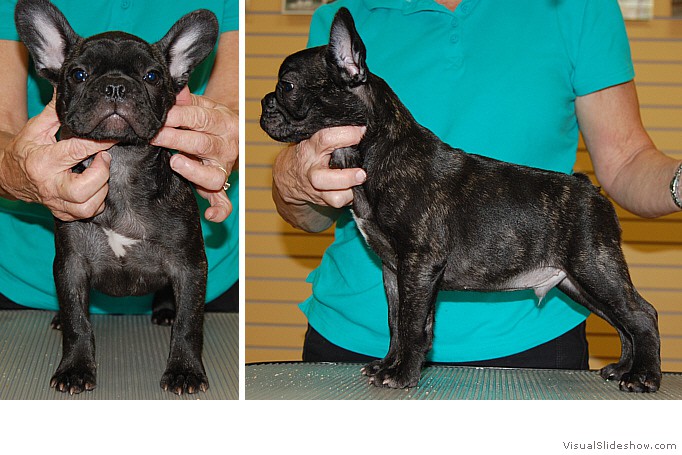 Katandy's Super Mario "Mario", sired by Ch. LeBull's Moose Tracs and out of Ch. Grandslam Pecane (both can be seen on the French Bulldog menu), whelped May 25, 2013.