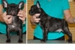 Katandy's Super Mario "Mario", sired by Ch. LeBull's Moose Tracs and out of Ch. Grandslam Pecane (both can be seen on the French Bulldog menu), whelped May 25, 2013.