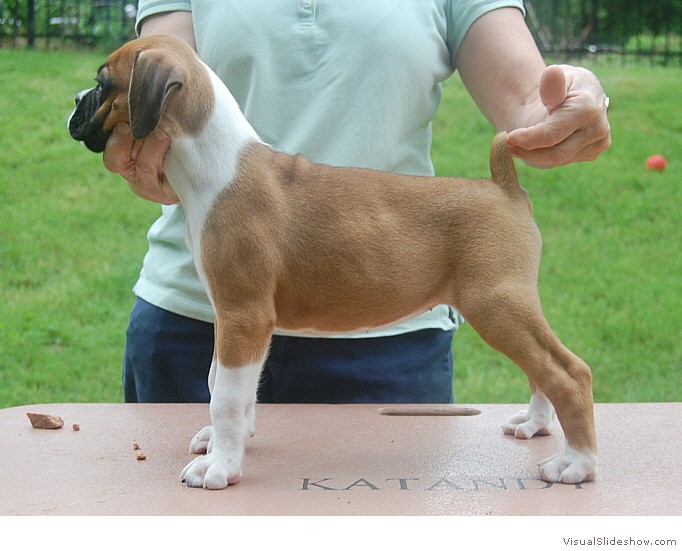 Ricki - Stacked Pup