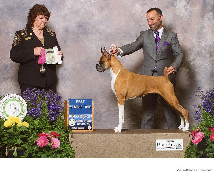 Siena takes 1st place in the 8-10
                                Veteran Bitch class and Best Veteran
                                Bitch at the 2014 American Boxer Club
                                National Specialty under judge Mrs.
                                Patricia Mullen.