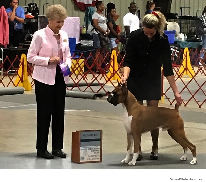 Winston takes WD at the Upper
                                Marlboro KC show on July 8, 2017 under
                                judge Mrs. Nancy-Lee H. Coombs, handled
                                by Monique Mastrapasqua.